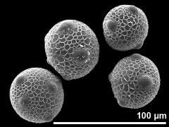 hydrated pollen grains