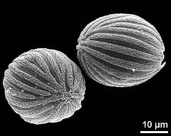 hydrated pollen grains