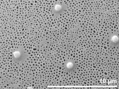 exine surface