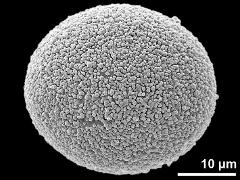 hydrated pollen grain