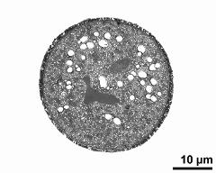 cross section of pollen grain