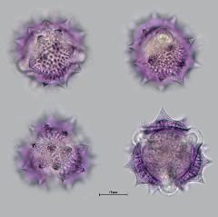 hydrated pollen