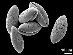 dry pollen grains