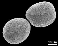 hydrated pollen grains