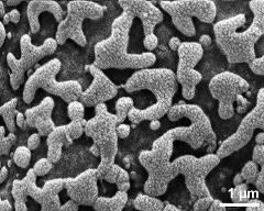 exine surface of hydrated tetrad