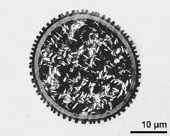 pollen grain in cross section