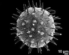 hydrated pollen grain