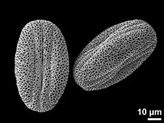 dry pollen grains