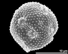 hydrated pollen