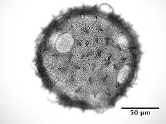 hydrated pollen,greyscale