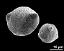 blue pollen grain (left) and yellow pollen grain (right),pollen size different between the morphs