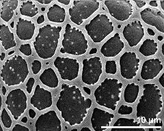 exine surface (proximal pole)