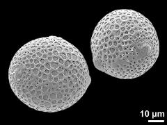 hydrated pollen grains