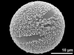 hydrated pollen grain