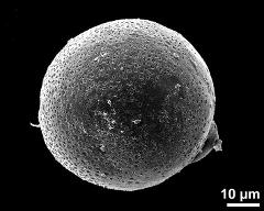 hydrated pollen grain