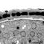 interapertural area of pollen wall