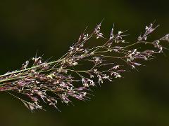 inflorescence(s)