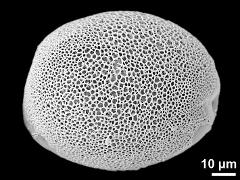 polar proximal view