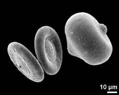 dry (left) and hydrated (right) pollen grains