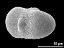 oblique polar view