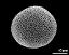 hydrated pollen grain