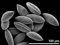 dry pollen grains