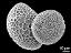 hydrated pollen grains