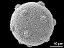 hydrated pollen grain