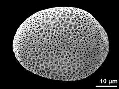 polar proximal view