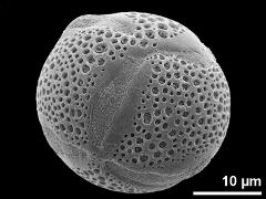 aberrant pantoaperturate pollen