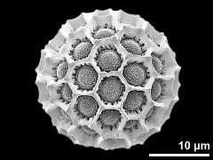 hydrated pollen grain