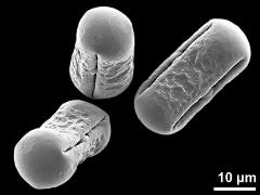 dry pollen grains