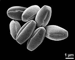 dry pollen grains