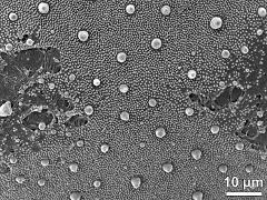 exine surface,equator