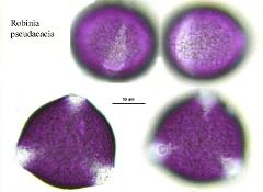 hydrated pollen