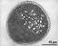 pollen grain in cross section