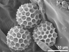dry pollen