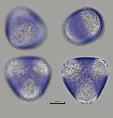 hydrated pollen