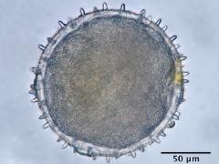hydrated pollen