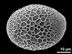 polar proximal view