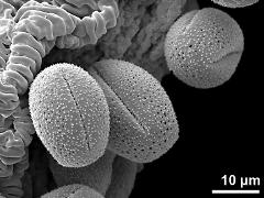 dry pollen grains