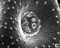 aperture of dry pollen grain