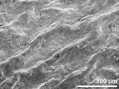 surface of pollinium