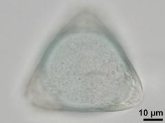 hydrated pollen,polar view