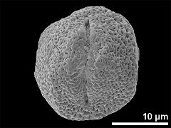 Equatorial view showing one aperture
