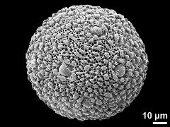 hydrated pollen grain