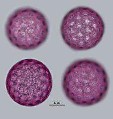 hydrated pollen
