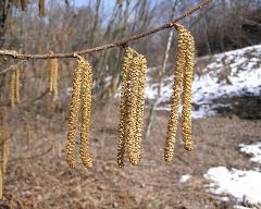 male flowers of Corylus avellana