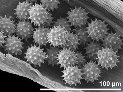 hydrated pollen