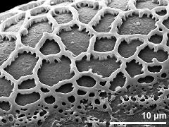 sulcus border